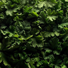 Load image into Gallery viewer, Marie Jeanne Matcha Mist 100ml
